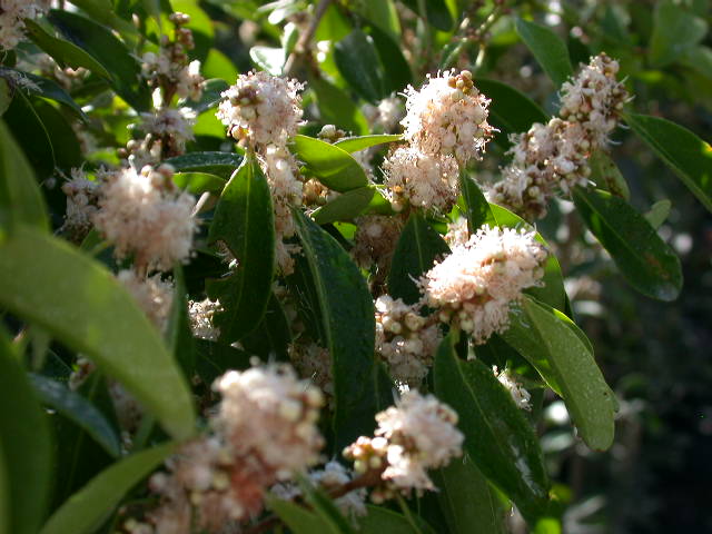 اوجنیا اکسیلاریس